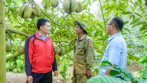 Giá sầu riêng đang tốt ở tỉnh Đắk Lắk (mới), vì sao thương lái vẫn 'ngủ ngày', dân cứ ngóng chốt vườn cho yên?