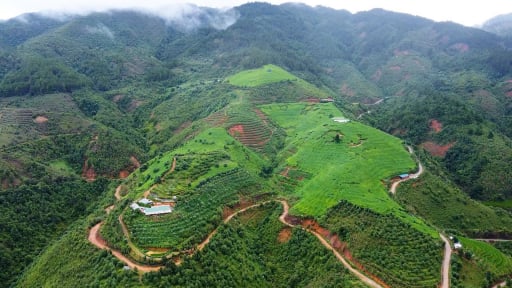 Trên quả đồi hoang, anh nông dân Lào Cai trồng cây gì mà bò ra khắp nơi, quả mọc lúc lỉu, ngày nào cũng hái cả tấn