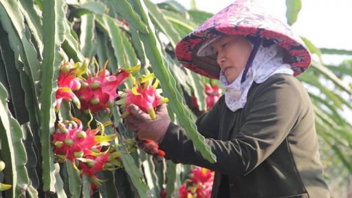 Thủ tướng chỉ đạo gỡ vướng cho thanh long, hồ tiêu xuất khẩu