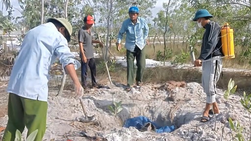 Quảng Trị: Xác lợn trôi lềnh bềnh trên sông, ngành chức năng rốt ráo xử lý