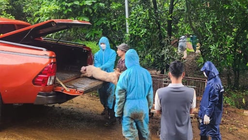 Đã có kết quả xác định nguyên nhân 31 con lợn chết bất thường tại Lâm Đồng