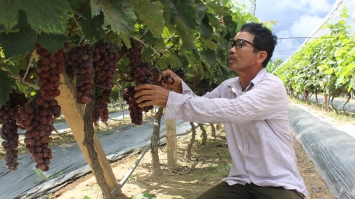 Vô vườn nho đẹp như phim bên dòng sông Kỳ Cùng của một ông nông dân Lạng Sơn khiến cả làng phục lăn