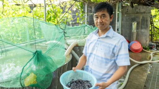 Nuôi loài cá là 'vua' của các loài cá da trơn, anh nông dân Tây Ninh có bí quyết gì mà thu tiền to?