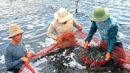 Chủ tịch UBND tỉnh Cà Mau ban hành kế hoạch quan trọng về phát triển ngành hàng tỷ đô, sau sáp nhập với Bạc Liêu