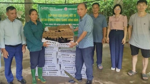 Nông dân Lào Cai được hỗ trợ nuôi gà theo hướng VietGAHP, mở hướng làm giàu