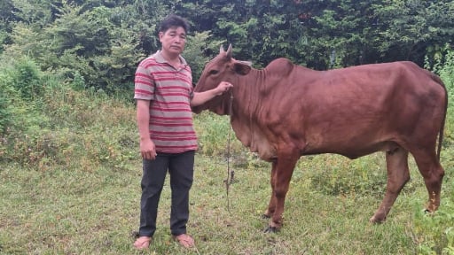 Đây là các mô hình trồng trọt, chăn nuôi hiệu quả đang giúp nông dân một xã ở Tây Ninh khấm khá, giảm nghèo