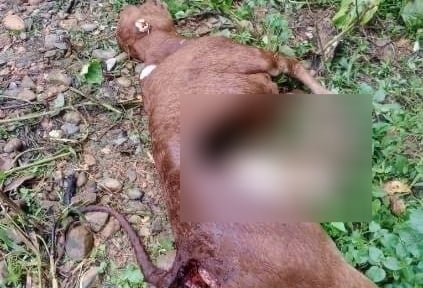 Nghi chó rừng hoặc sói đỏ cắn chết gia súc ở Điện Biên, Cục Lâm nghiệp và Kiểm lâm khuyến cáo khẩn