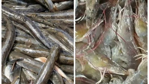 Thanh tra Sở Nông nghiệp và Môi trường chỉ ra sai sót tại 6 mô hình khuyến nông của địa phương