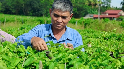 Trồng hoa thiên lý, hái liên tục, tiền liền tay, dân một xã mới ở tỉnh Thanh Hóa thu hàng trăm triệu/năm