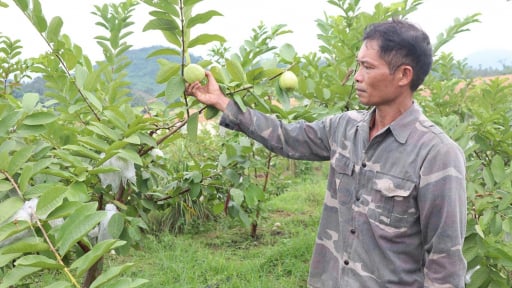 Bỏ cấy lúa 1 vụ, ông nông dân Tuyên Quang trồng ổi Đài Loan, tiền nhiều gấp 5-6 lần