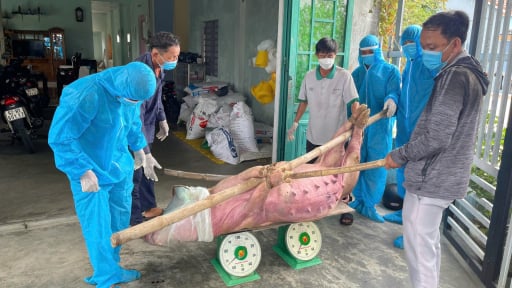 Lợn sắp xuất chuồng đến nơi mà lăn đùng ra chết, nông dân ở 2 xã này của Đà Nẵng buồn, nói không ra hơi
