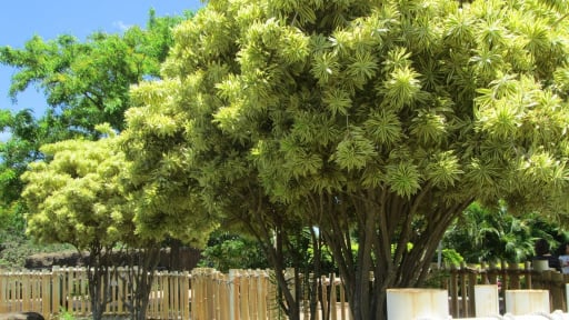 Cây cảnh 'hát' bài ca nhiệt đới, chỉ một cây đã tạo thành rừng rậm, thu hút tài lộc, may mắn cho gia đình