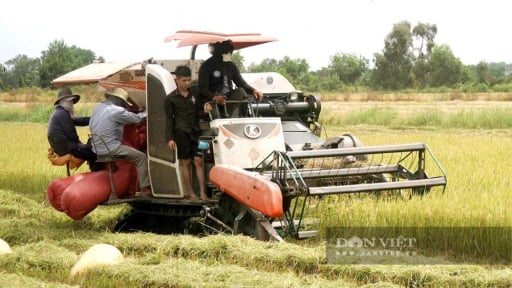 Lúa vụ 3 ở Tây Ninh đang đối mặt với hiểm họa gì khiến chính quyền phải lên tiếng cảnh báo?