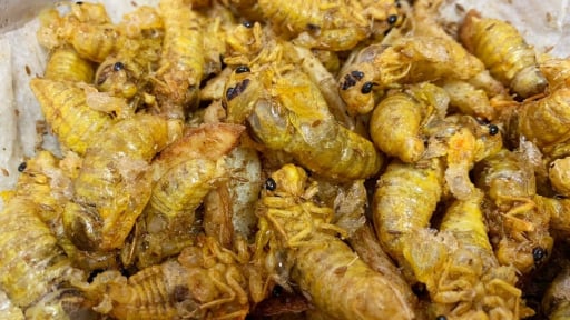 Loại thịt 'trên trời', có sắt cao gấp 30 lần thịt bò, bổ hơn thịt gà vịt, không mất tiền mua, ít người dám thử
