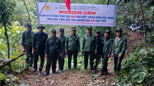 Mùa quả ươi rụng, dân đổ vô rừng nhặt 'lộc trời',  kiểm lâm Đà Nẵng lập các chốt ngăn chặn
