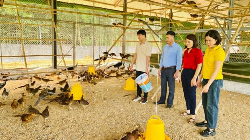 Đây là chim quý hiếm, nuôi như nuôi gà ta ở Hà Giang (cũ), bắt hết cả đàn nếu gật đầu bán
