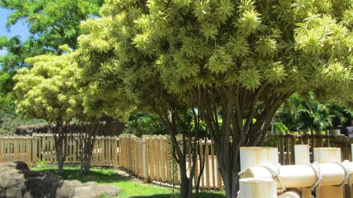 Cây cảnh 'hát' bài ca nhiệt đới, chỉ một cây đã tạo thành rừng rậm, thu hút tài lộc, may mắn cho gia đình