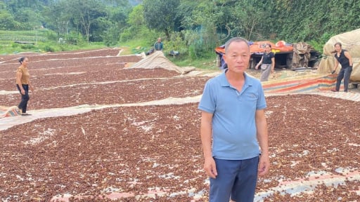 Ở Lạng Sơn có một nông dân đang giàu lên nhờ trồng loại cây ra hoa cản chả kịp, thơm khắp rừng