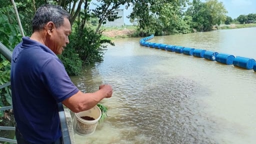 Một đàn cá lạ xuất hiện trên sông Vịnh ở Tây Ninh từ năm 2019, dân cứ gõ kẻng là chúng nổi lên chờ thức ăn ném xuống