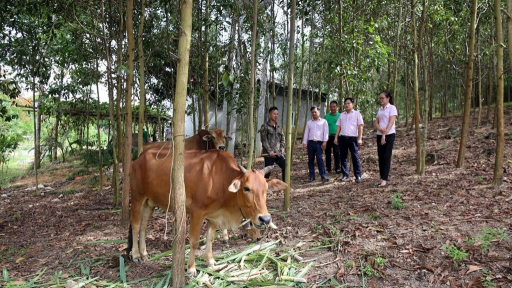 Nông dân miền núi Con Cuông ở tỉnh Nghệ An thoát nghèo với nhiều mô hình mới từ vốn tín dụng chính sách