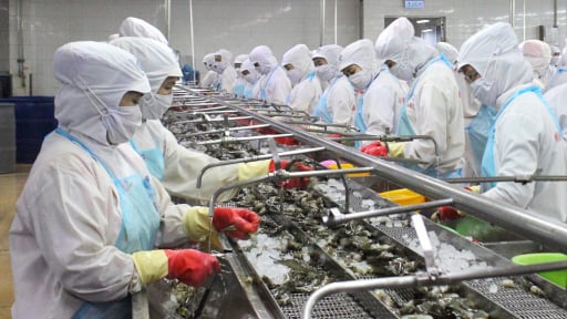 Tôm sạch xuất khẩu, người tiêu dùng trong nước đang dùng rất nhiều tôm nhiễm kháng sinh