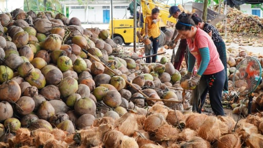 Vận chuyển sang Trung Quốc bán xa hơn, dừa miền Tây luôn chịu cảnh thấp giá thấp hơn dừa miền Trung