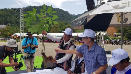Cây sâm Ngọc Linh “quốc bảo” mọc vùng núi này Đà Nẵng đang 'đuổi' cái nghèo, 'rước' cái giàu về nhà dân