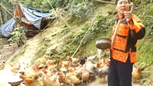 Nuôi gà đặc sản-gà 6 ngón trên núi Mẫu Sơn ở Lạng Sơn, cứ nói bán là người ta khuân đi cả đàn