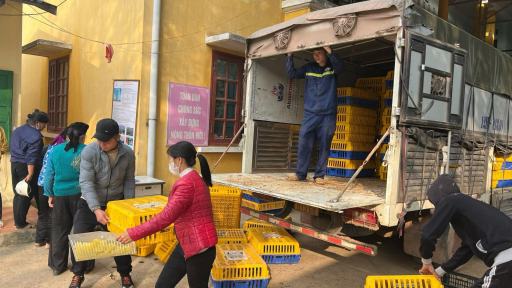Nuôi gà đặc sản-gà 6 ngón Mẫu Sơn quý hiếm, cứ nói bán là người ta khuân đi cả đàn