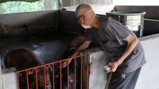 Cách nào để nông dân Bảo Thắng ở Lào Cai bảo vệ trâu bò, lợn gà ở cái thời tiết giao mùa