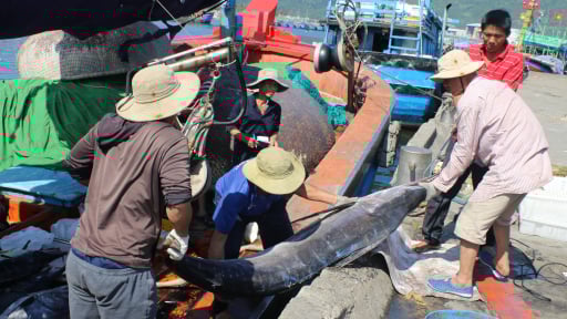 Xóa sổ tàu “3 không”, Đà Nẵng tăng tốc gỡ thẻ vàng IUU