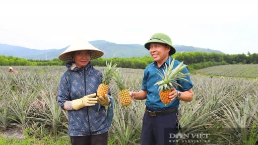 Nắng váng đầu, gió Lào thổi lào phào, ai ngờ loại quả ngon này ở Hà Tĩnh chín đều, bán được giá hời