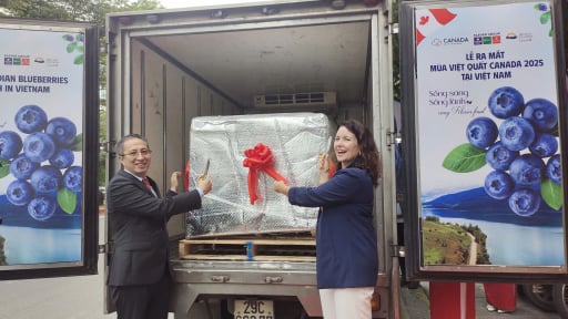 Loại quả của Canada được ví là 'kim cương xanh', giàu chất chống oxy hóa giá gần 1,5 triệu/kg 'đổ bộ' Việt Nam