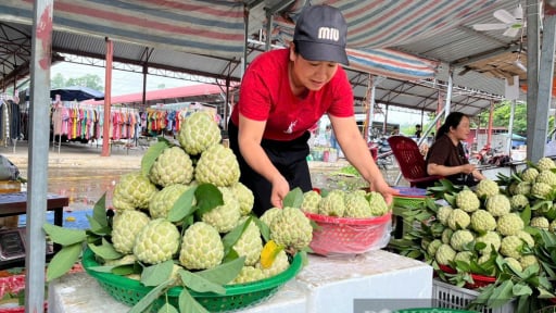 Nông dân Lạng Sơn phấn chấn bước vào vụ thu hoạch quả đặc sản trồng trên núi đá