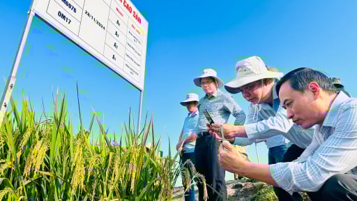 Sắp xếp trạm chuyên môn ngành dọc nông nghiệp ở Cần Thơ: Có nên giải thể trạm trồng trọt và bảo vệ thực vật?