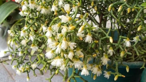 Đừng trồng sống đời, cây cảnh như những khúc xương nhảy múa này là thú chơi mới độc lạ, mang lại may mắn, tài lộc