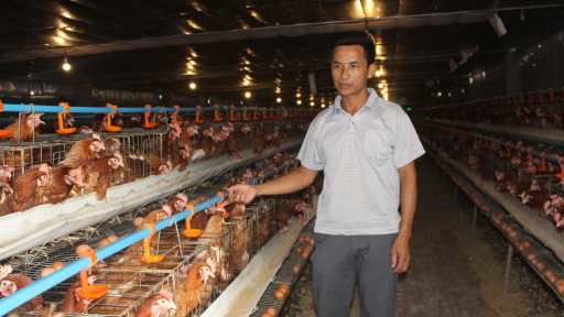 Giá trứng gà tăng vọt, một doanh nghiệp trong ngành trứng gia cầm chỉ rõ nguyên nhân