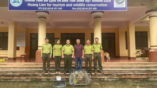 Lào Cai: Tiếp nhận 3 con động vật hoang dã quý hiếm do người dân tỉnh Hưng Yên giao nộp