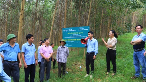 Mở đường cho gỗ Việt 'xuất ngoại': 'Chìa khóa' FSC và bài toán cho vựa rừng lớn nhất cả nước
