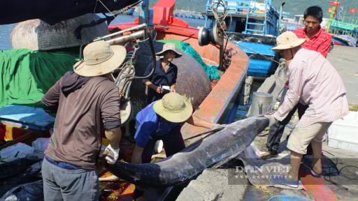 Đà Nẵng gắn trách nhiệm người đứng đầu trong chống khai thác IUU