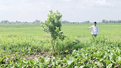 Loại cây ngoại lai 'đẻ nhanh phát khiếp' này đang phủ kín kênh mương 1 xã của tỉnh Vĩnh Long mới