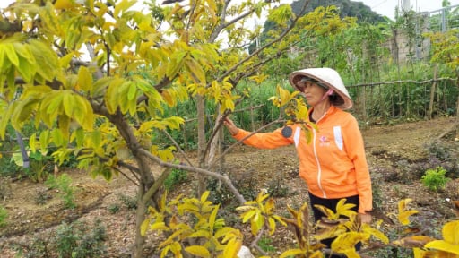 Nơi trồng quả đặc sản mất mùa, đến một xã vùng núi đá của Hải Phòng thấy yên ắng lạ thường