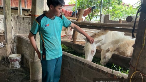 Cỗ máy kiếm tiền ở xã vùng cao Lạng Sơn: Vó ngựa Hữu Liên, nhịp gõ ấm no (Bài 2)