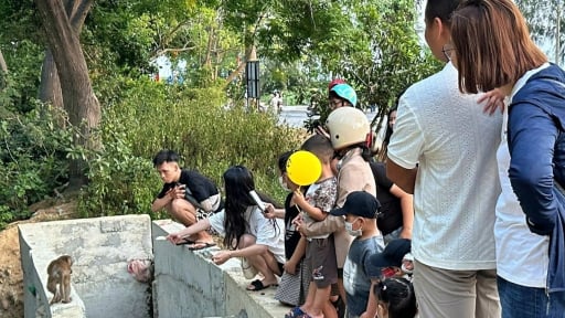 Đà Nẵng: Dẹp hàng rong, bảo vệ khỉ hoang và cảnh quan du lịch tại bán đảo Sơn Trà