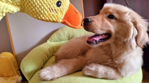 Khách sạn ở Trung Quốc cho thuê thú cưng ngủ cùng, gây tranh cãi về tính hợp pháp