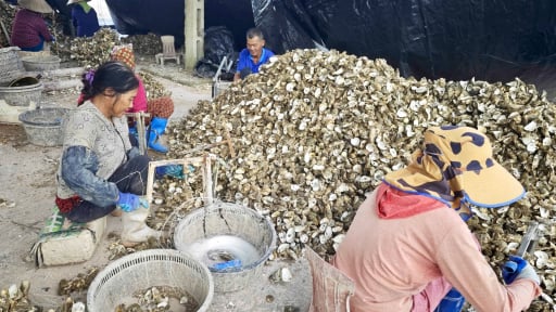 Hàu vàng nhập lậu từ Trung Quốc trà trộn, chính quyền đặc khu Vân Đồn và người nuôi biển Quảng Ninh đứng ngồi không yên 