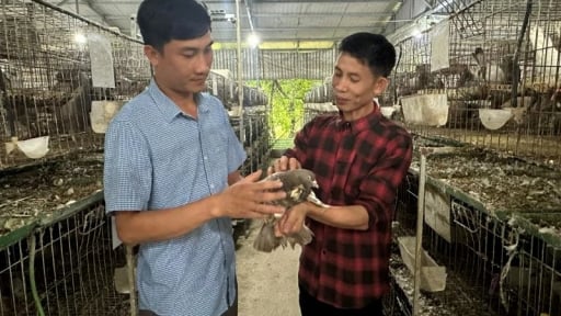 Thứ chim to như nắm tay, ngồi trong lồng ăn với đẻ cản chả kịp, nuôi thành công ở Thanh Hóa, nông dân kiếm bộn tiền