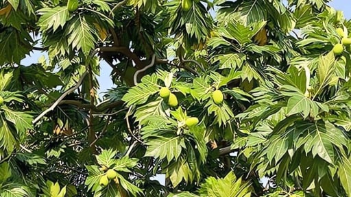 Cây cảnh lá to khổng lồ, quả tròn lúc lỉu, thu hút tài lộc, mang lại ấm no, trồng 1 cây nuôi cả nhà 70 năm