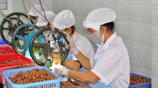 Trồng mắc ca ở Việt Nam theo hướng an toàn giúp tăng giá bán từ 10–20% so với kiểu thông thường