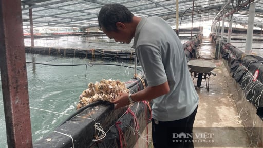 Bỏ tiền tỷ đầu tư nuôi con 'đại bổ' này, một anh tỷ phú Ninh Bình thu gần 4 tỷ/năm